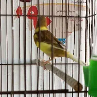 تعدادی قناری ماده جوان|پرنده|ابهر, |دیوار