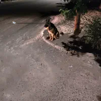 برای جفت گیری فقط یک تولش مال خودم|سگ|سیرجان, |دیوار