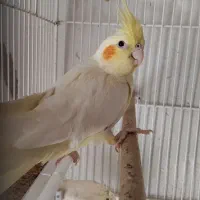 فروش عروس هلندی نر پنج ماهه