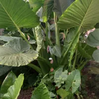 گل بابا آدم