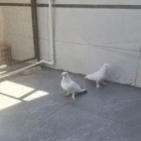 کبوتر نر و ماده راعبی