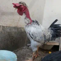 خروس لاری شمالی