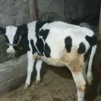 با سلام گوساله ماده ۶ ماهه بفروش میرسد