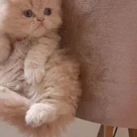 گربه های عروسکی پرشین