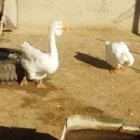 قوغاز خالما