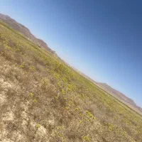 کاه جو فله