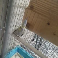 فروش طوطی عروس|پرنده|قائمشهر, |دیوار