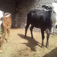 گاو  گوساله ماده|حیوانات مزرعه|زابل, |دیوار