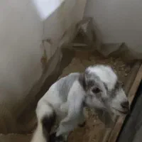 بزغاله نر شیری نژاد افغان گوش بلند