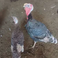 بقلمون نربرنز آمریکایی