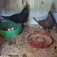 کبوتر دمسفید|پرنده|دوگنبدان, |دیوار