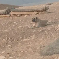 سگ پژدر|سگ|کرمانشاه, |دیوار