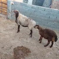 میش با بره مفت
