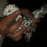 کبوتر کاشونی