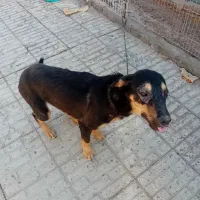 واگذاری میکس دوبرمن و ژرمن|سگ|دماوند, گیلاوند|دیوار