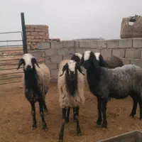 میش بره|حیوانات مزرعه|اسفرورین, |دیوار