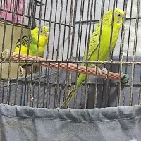 فروش دوجفت مرغ عشق و دوعدد فیشر|پرنده|رشت, جماران|دیوار