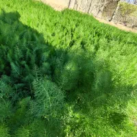 بادیان باغی