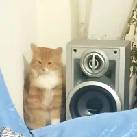 گربه|گربه|سمنان, |دیوار