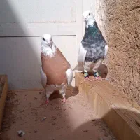 نروماده طوقی هفت رنگ