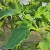 فوم و کاور ضد سرما،محافظت در برابر سرما تا ۵درجه c