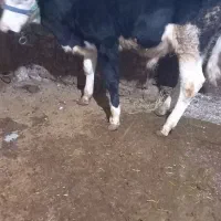 گوساله نر|حیوانات مزرعه|بروجرد, |دیوار