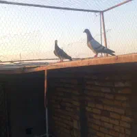 ۵جوانه سبز و پولک همه نر