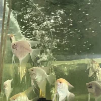 آنجل بلو گارنین وآنجل کوی(گله مولد)