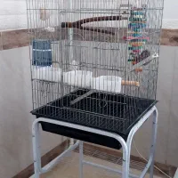 طوطی ملنگو نر|پرنده|پیشوا, |دیوار