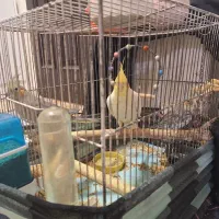 عروس هلندی|پرنده|فردیس, شهرک وحدت|دیوار