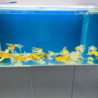ماهی کوی|ماهی|اصفهان, مولوی|دیوار
