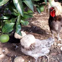 فروش مرغ وخروس کاکلی لهستانی|حیوانات مزرعه|اسالم, |دیوار