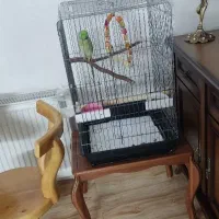 طوطی ملنگو نر