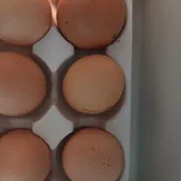 تخم مرغ سمی عالی ودرشت