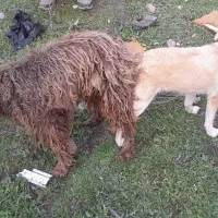 توله پاکوتاه