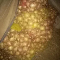 پیاز زعفرانی درجه یک