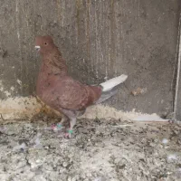 کبوتر رنگه|پرنده|مشهد, منزل آباد|دیوار