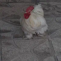 فروش فوری خروس کوشین لیمون
