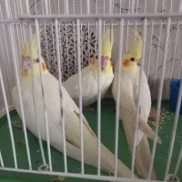 تلویزیون عروس هلندی