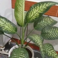 ۴گل دلفین به فروش می رسد|گل و گیاه طبیعی|پیر سلیمان, |دیوار