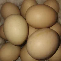 تخم مرغ محلی تازه نتفه دار