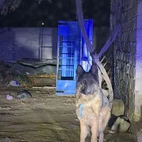 واگذاری ژرمن شولاین|سگ|نوشین شهر, |دیوار