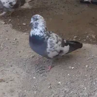 10 جفت کبوتر