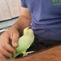 طوطی ملنگو همراه قفس بزرگ و تازه