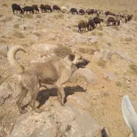 سگ جوان و گله ای و نگهبان|سگ|سجاس رود, |دیوار