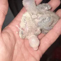 جوجه سرلاکی کتوله