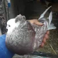 یک جفت کفترنقش پرشی وعالی|پرنده|حمیدیا, |دیوار