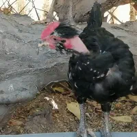 جوجه خروس گلین 3 ماهه زیر مرغی|حیوانات مزرعه|کرج, شهرک ظفر|دیوار