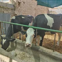 فروش دو راس گاو شیری درجه یک