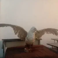 پرنده ،کلکسیونی فوق العاده زیبا